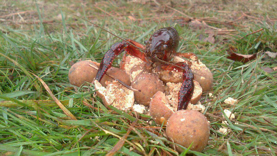 pescuit - 164284438647686218607598176717n.jpg